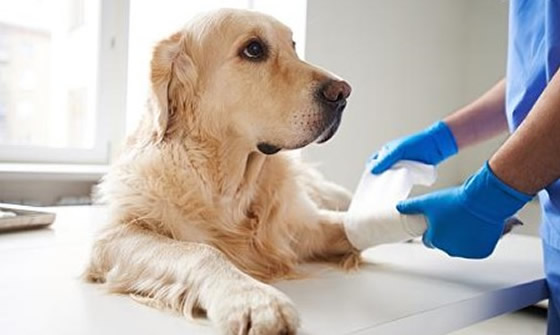 dog-first-aid-training