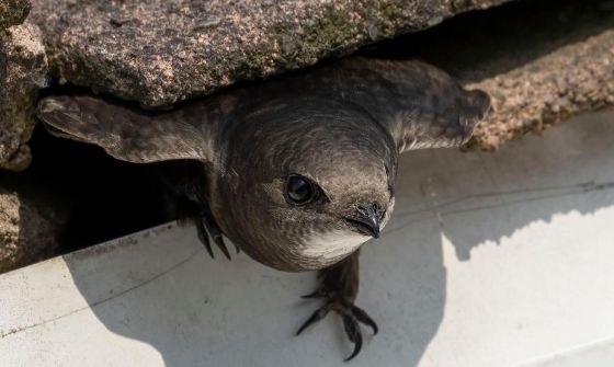 saving-basingstokes-swifts--a-talk-by-hampshire-swifts